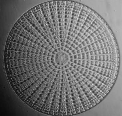 round_diatom_2.jpg