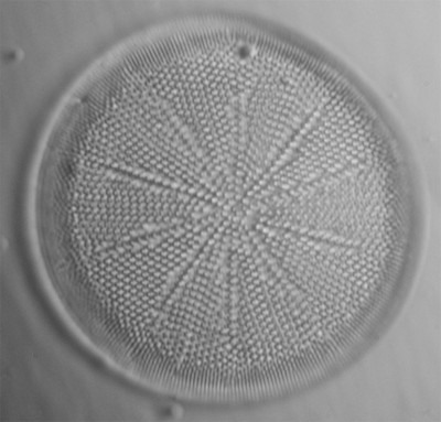 round_diatom_1.jpg