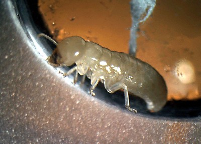 Termite operaia