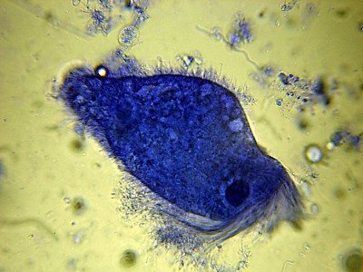 Protozoo colorato con blu metile.