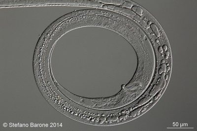 Anguillula aceti by Stefano Barone r.jpg