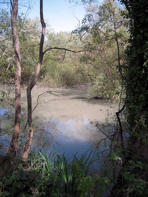 Punta Alberete (RA) il bosco sommerso.