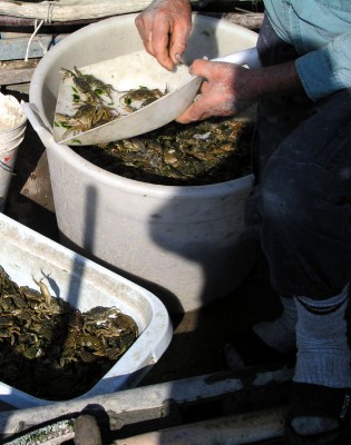 Gorino: pescatore di moleche, granchi in fase di muta, dal guscio molle.