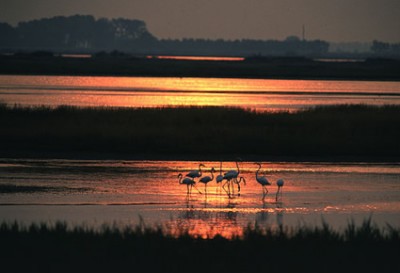 1761_comacchio_tramonto_a_valle_bertuzzi.jpg