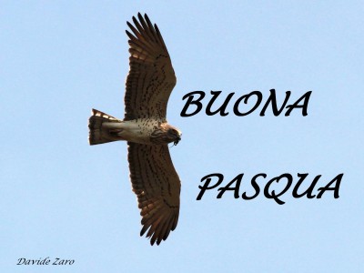 Buona Pasqua.jpg